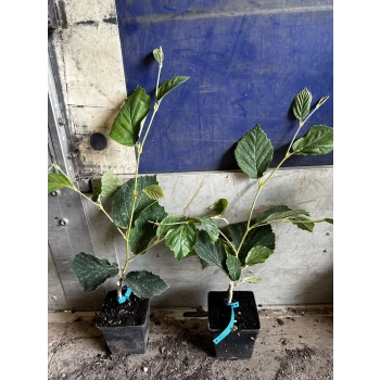 OCZAR DIANA czerwony szczepiony - sadzonki 40 / 60 cm